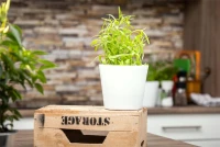 Estragon 11 Estragon – Bild 9