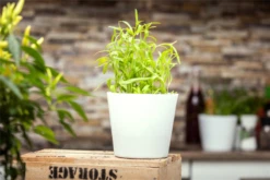 Estragon 16 Estragon -Blumen Risse Verkaufsladen GS641932 800x800