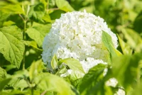 Ballhortensie „Annabelle“ 11 Ballhortensie „Annabelle“ – Bild 9