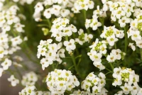 Alpen-Gemskresse 5 Alpen-Gemskresse – Bild 3