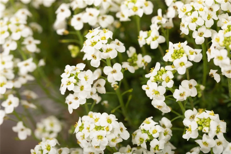 Alpen-Gemskresse 3 Alpen-Gemskresse