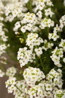 Alpen-Gemskresse 6 Alpen-Gemskresse – Bild 4