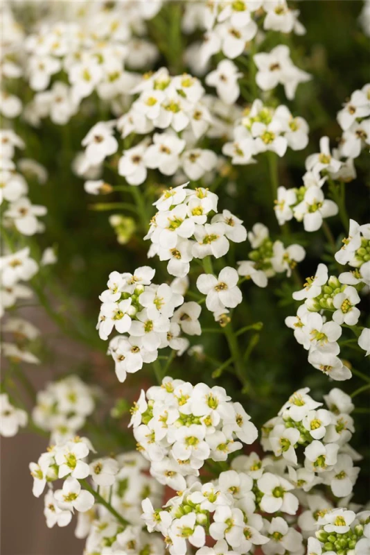 Alpen-Gemskresse 4 Alpen-Gemskresse – Bild 2