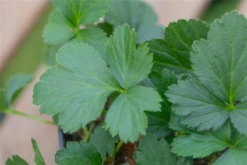 Dreiblättrige Waldsteinie -Blumen Risse Verkaufsladen GS656067 800x800