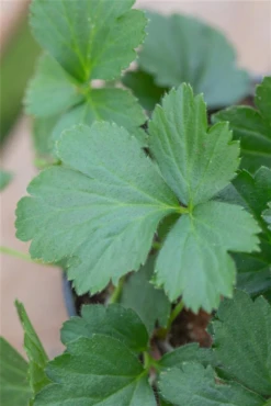 Dreiblättrige Waldsteinie -Blumen Risse Verkaufsladen GS656068 800x800