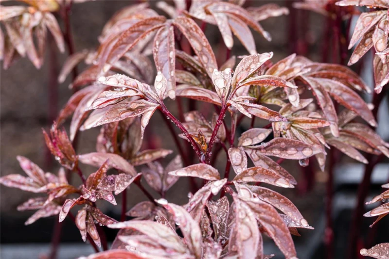 Garten-Pfingstrose „Karl Rosenfield“ 7 Garten-Pfingstrose „Karl Rosenfield“ – Bild 5