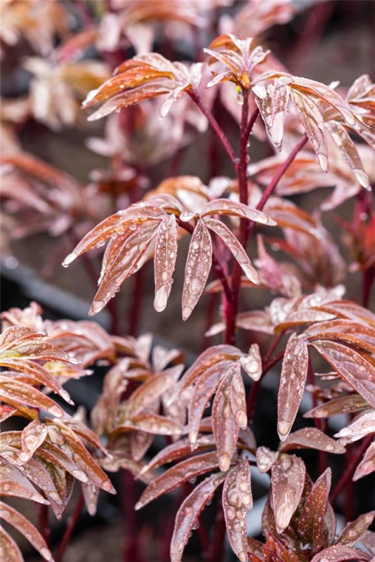 Garten-Pfingstrose „Karl Rosenfield“ 5 Garten-Pfingstrose „Karl Rosenfield“ – Bild 3