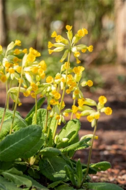 Echte Schlüsselblume 13 Echte Schlüsselblume -Blumen Risse Verkaufsladen GS658159 800x800