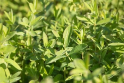 Blaue Heckenkirsche Polar Fruits® „Sibirian Blue Berry“