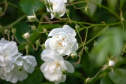 Kletterrose „Bobby James„