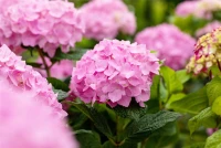 Hortensie „Endless Summer®“, Rosa 9 Hortensie „Endless Summer®“, Rosa – Bild 7