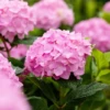 Hortensie „Endless Summer®“, Rosa 2 Hortensie „Endless Summer®“, Rosa -Blumen Risse Verkaufsladen GS667193 800x800