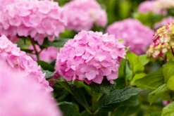 Hortensie „Endless Summer®“, Rosa