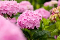 Hortensie „Endless Summer®“, Rosa 11 Hortensie „Endless Summer®“, Rosa – Bild 9