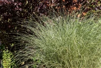 Garten-Chinaschilf „Morning Light“ 21 Garten-Chinaschilf „Morning Light“ – Bild 19