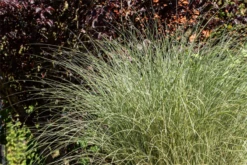 Garten-Chinaschilf „Morning Light“ 30 Garten-Chinaschilf „Morning Light“ -Blumen Risse Verkaufsladen GS668179 800x800