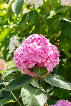 Hortensie „Endless Summer®“, Rosa 19 Hortensie „Endless Summer®“, Rosa -Blumen Risse Verkaufsladen GS668416 800x800