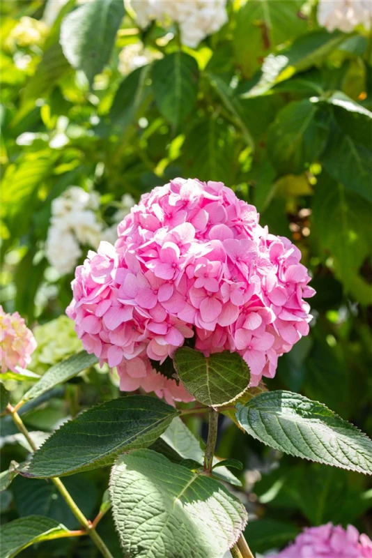 Hortensie „Endless Summer®“, Rosa 8 Hortensie „Endless Summer®“, Rosa – Bild 6