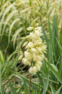 Fädige Palmlilie 29 Fädige Palmlilie -Blumen Risse Verkaufsladen GS671030 800x800