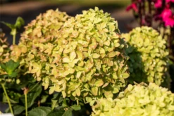 Rispenhortensie „Little Lime®“ -Blumen Risse Verkaufsladen GS672376 800x800