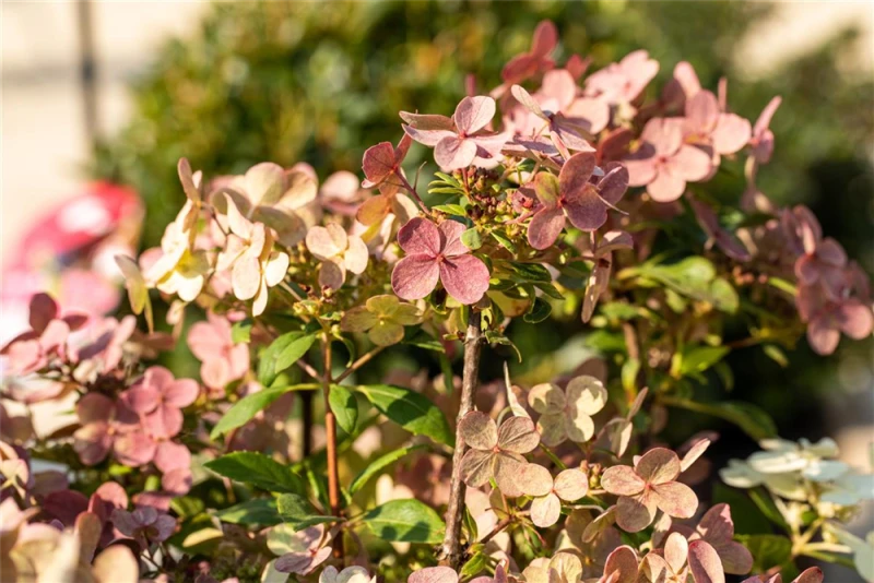 Rispenhortensie „(S)witch®“ 11 Rispenhortensie „(S)witch®“ – Bild 9