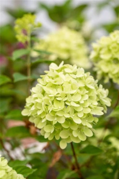 Rispenhortensie „Little Lime®“ -Blumen Risse Verkaufsladen GS672748 800x800