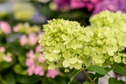 Rispenhortensie „Little Lime®“ -Blumen Risse Verkaufsladen GS672749 800x800