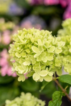 Rispenhortensie „Little Lime®“ -Blumen Risse Verkaufsladen GS672750 800x800