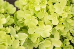 Rispenhortensie „Little Lime®“ -Blumen Risse Verkaufsladen GS672751 800x800