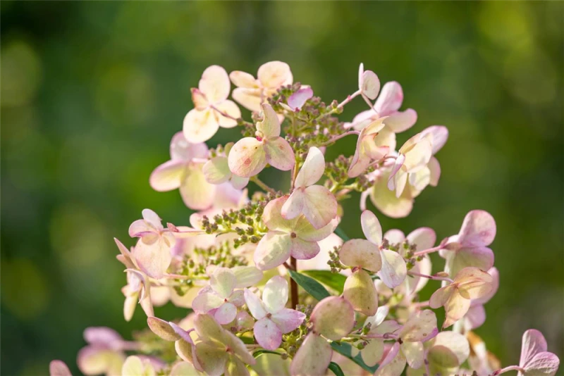 Rispenhortensie „Petite Star(s)“ 3 Rispenhortensie „Petite Star(s)“