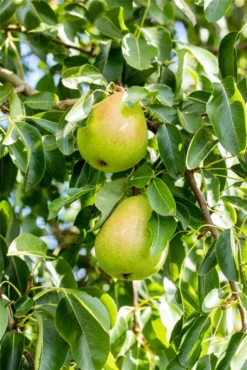 Winterbirne „Vereins Dechantsbirne“ -Blumen Risse Verkaufsladen GS674584 800x800