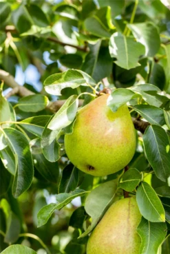 Winterbirne „Vereins Dechantsbirne“ -Blumen Risse Verkaufsladen GS674585 800x800