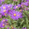 Garten-Sommer-Aster „Veilchenkönigin“ 2 Garten-Sommer-Aster „Veilchenkönigin“ -Blumen Risse Verkaufsladen GS675585 800x800