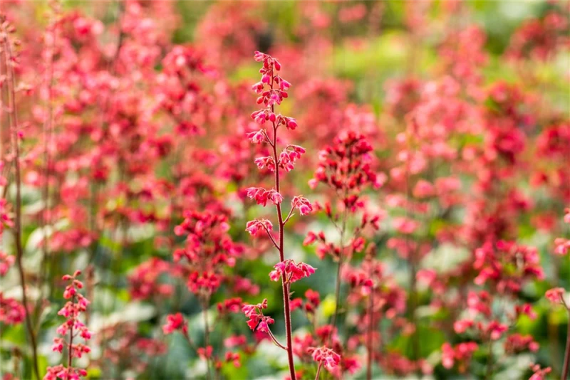 Purpurglöckchen „Paris“ 8 Purpurglöckchen „Paris“ – Bild 6