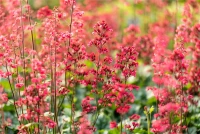 Purpurglöckchen „Paris“ 11 Purpurglöckchen „Paris“ – Bild 9