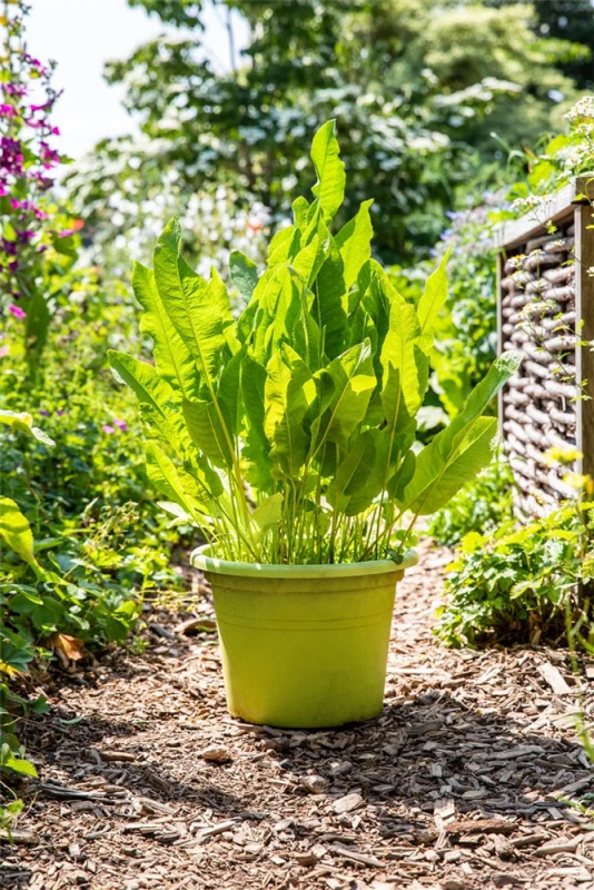 Gewöhnlicher Meerrettich 3 Gewöhnlicher Meerrettich