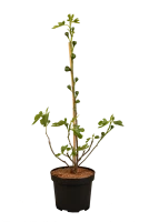 Feigenbaum „Firoma®“ 5 Feigenbaum „Firoma®“ – Bild 3