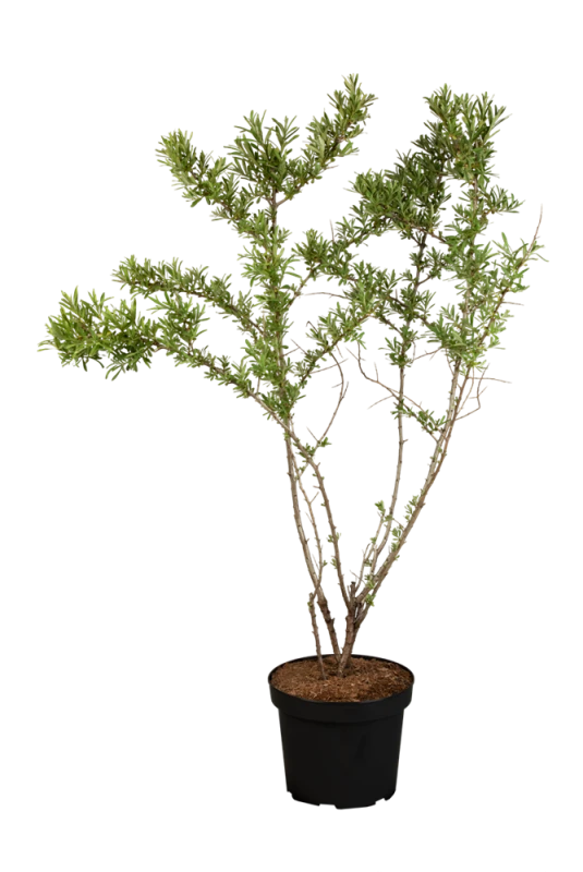 Sanddorn, Buschig 3 Sanddorn, Buschig