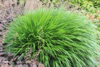 Japanisches Berggras 14 Japanisches Berggras – Bild 12