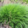 Japanisches Berggras 1 Japanisches Berggras -Blumen Risse Verkaufsladen Hakonechloa20macra202 800x800
