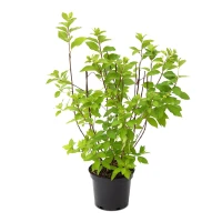 Rispenhortensie „Hercules“ 5 Rispenhortensie „Hercules“ – Bild 3