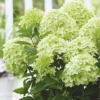 Rispenhortensie „Whitelight®“ 1 Rispenhortensie „Whitelight®“ -Blumen Risse Verkaufsladen Hydrangea paniculata Whitelight 800x800