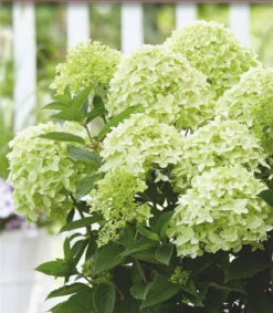 Rispenhortensie „Whitelight®“