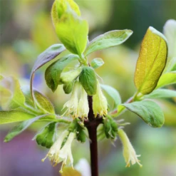 Blaue Heckenkirsche „Eisbär®“ -Blumen Risse Verkaufsladen Lonicera kamtschatica Eisbaer Blueten 800x800