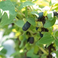 Blaue Heckenkirsche „Eisbär®“ -Blumen Risse Verkaufsladen Lonicera kamtschatica Eisbaer Fruechte 02 800x800