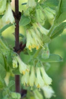 Blaue Heckenkirsche „Kalinka®“ 9 Blaue Heckenkirsche „Kalinka®“ – Bild 7