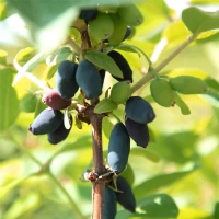 Blaue Heckenkirsche „Kalinka®“ 8 Blaue Heckenkirsche „Kalinka®“ – Bild 6