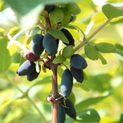 Blaue Heckenkirsche „Kalinka®“ 11 Blaue Heckenkirsche „Kalinka®“ -Blumen Risse Verkaufsladen Lonicera kamtschatica Kalinka Fruechte 02 800x800