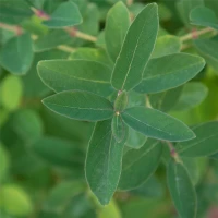 Blaue Heckenkirsche „Kalinka®“ 10 Blaue Heckenkirsche „Kalinka®“ – Bild 8