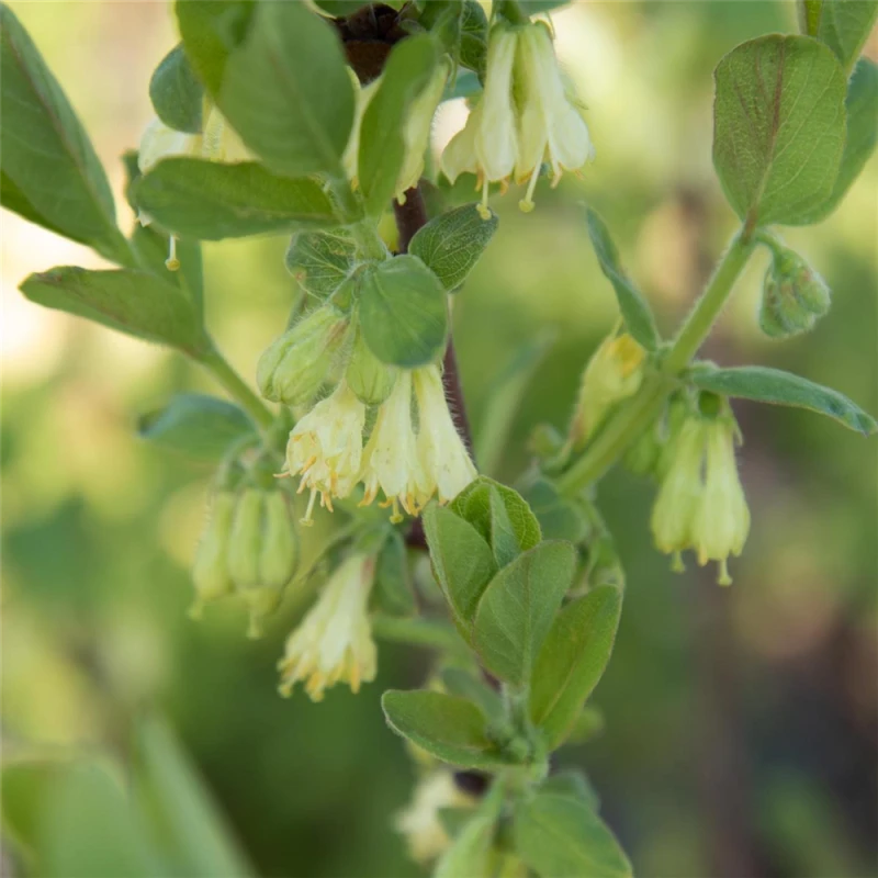 Blaue Heckenkirsche „Myberry Farm“ 4 Blaue Heckenkirsche „Myberry Farm“ – Bild 2